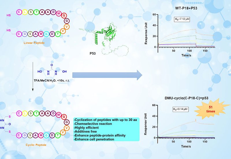 Ultrafast Peptide Cyclization