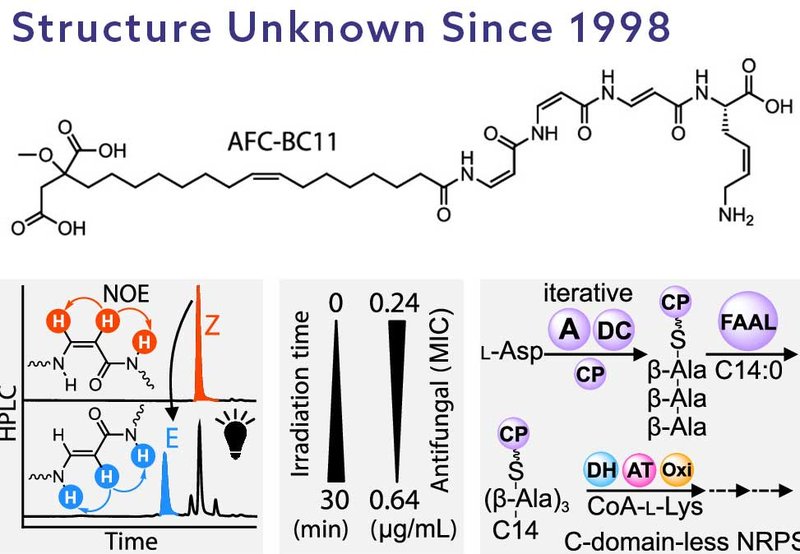 Potent Antifungal Lipopeptide