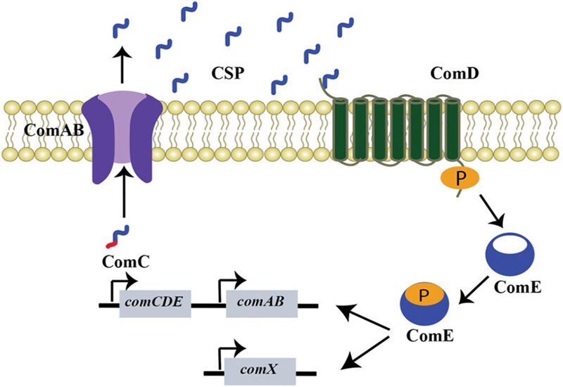 Quorum Sensing Redux