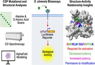 Silencing Strep Signals