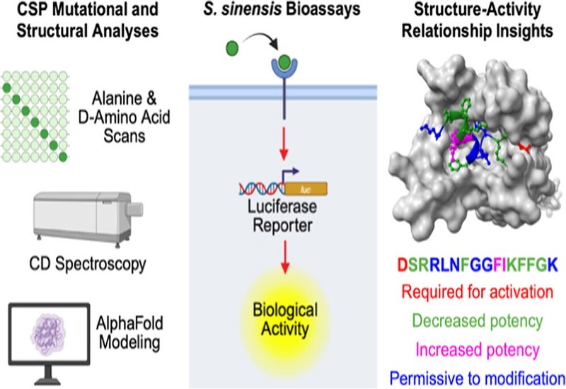 Silencing Strep Signals