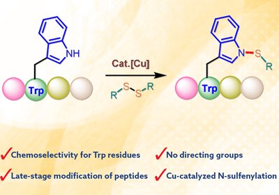 Tryptophan N-Sulfenylation