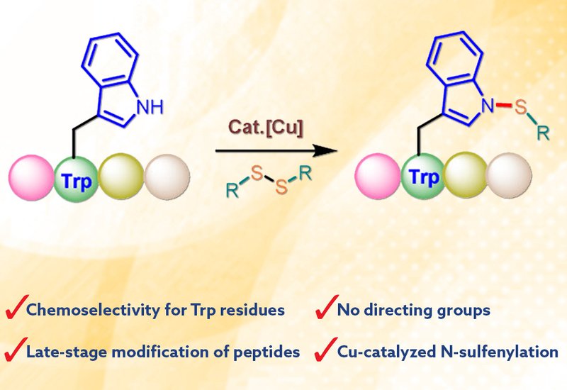 Tryptophan N-Sulfenylation