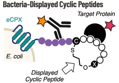 Cycling on Bacteria