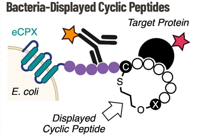 Cycling on Bacteria