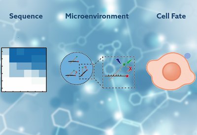 Programmable Peptide Coacervates