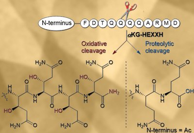 Oxidative Backbone Cleavage