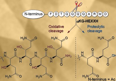 Oxidative Backbone Cleavage