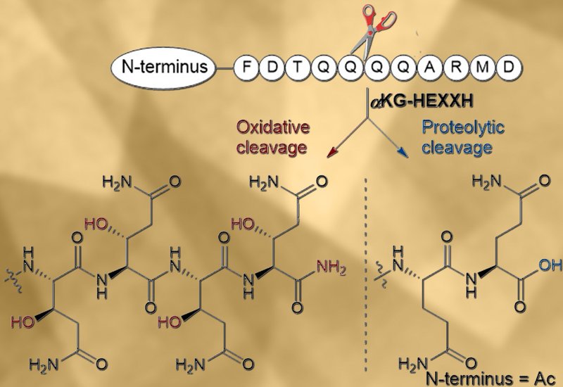 Oxidative Backbone Cleavage