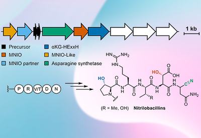 Ribosomal Nitrile