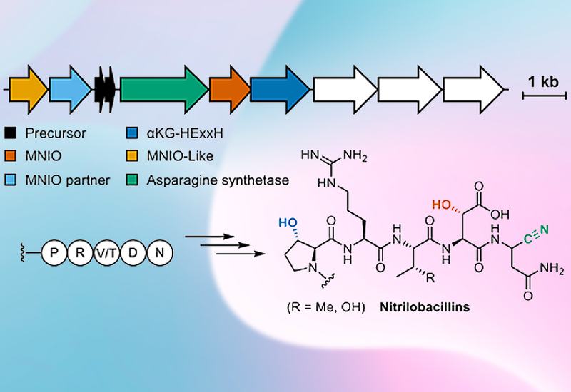 Ribosomal Nitrile