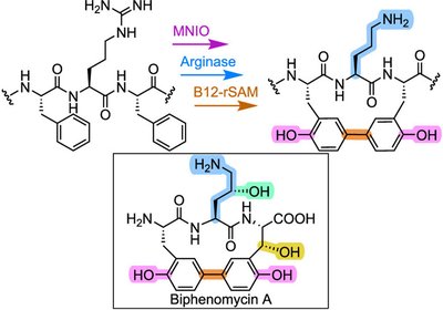Macrocyclic Peptide Antibiotics