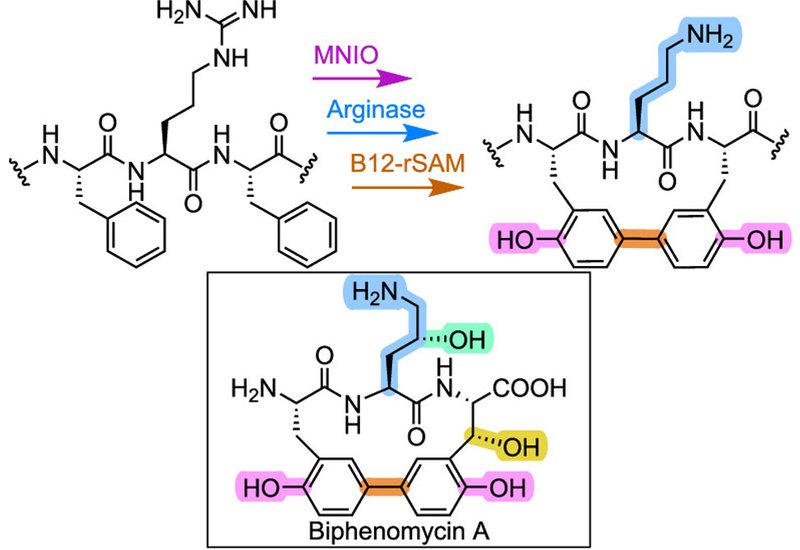 Macrocyclic Peptide Antibiotics