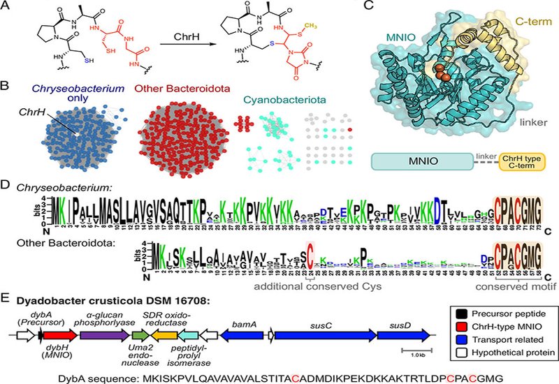 Lipid-Hijacking RiPPs