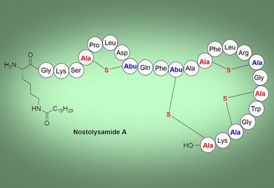 Breaching Candida
