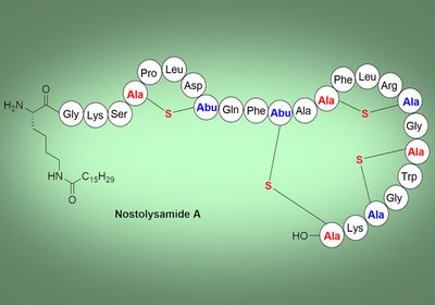 Breaching Candida