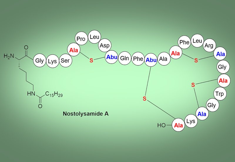Breaching Candida
