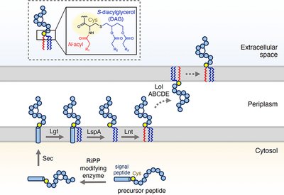 Lipid-Hijacking RiPPs