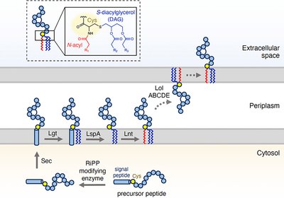Lipid-Hijacking RiPPs