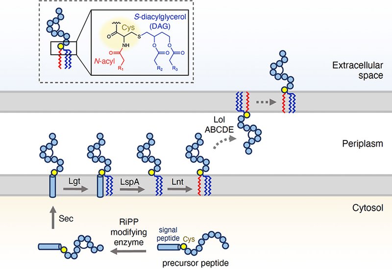 Lipid-Hijacking RiPPs