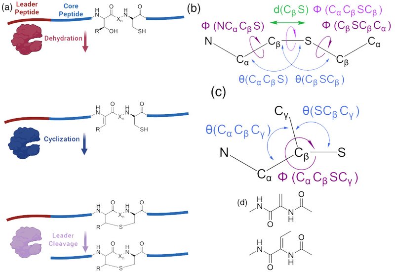 Lanthipeptide Modeling