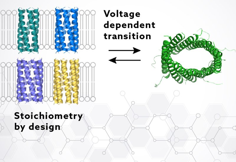 Dynamic Ion Channels