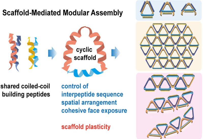 Shaping Peptide Assemblies