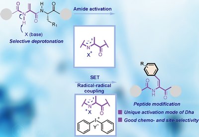 Activating Dehydroalanine
