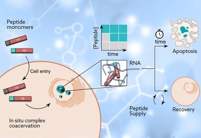 Nucleolar Droplets On Demand