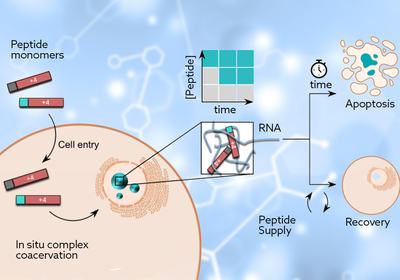 Nucleolar Droplets On Demand