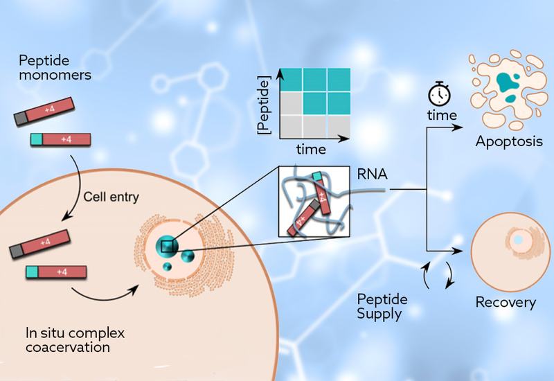 Nucleolar Droplets On Demand