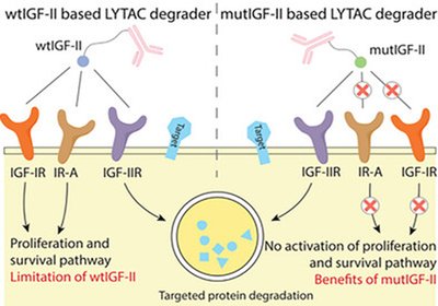 Selective Protein Degraders