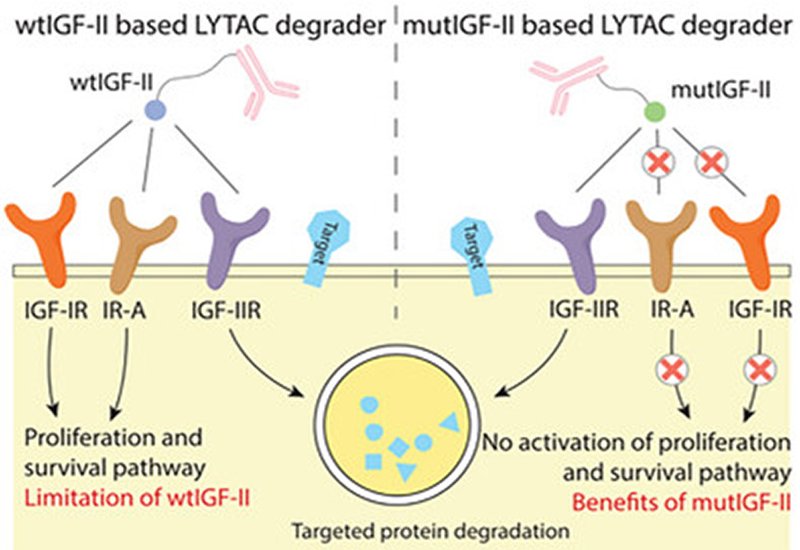 Selective Protein Degraders