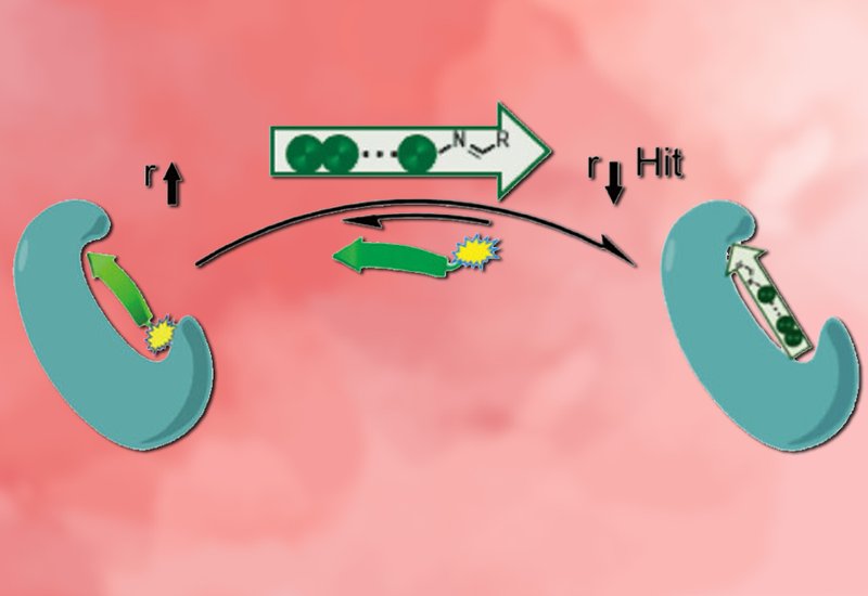 Fragment Capping PDZ
