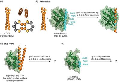 Coiled-Coil Grafting