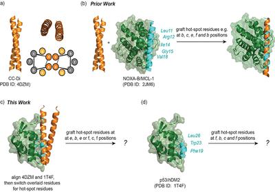 Coiled-Coil Grafting