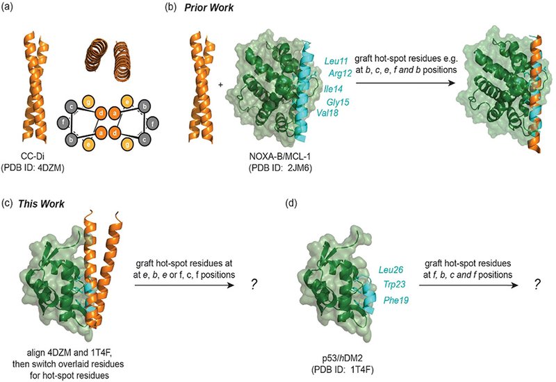 Coiled-Coil Grafting