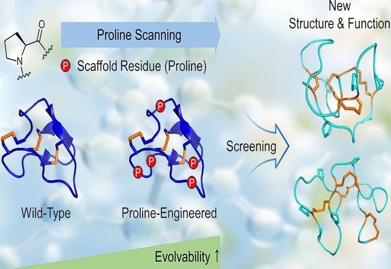 Proline Scanning