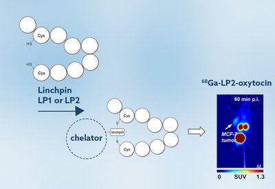 Oxytocin Receptor Imaging