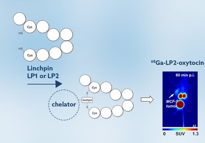 Oxytocin Receptor Imaging