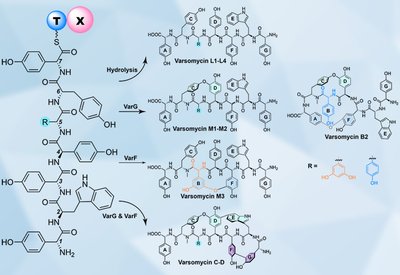 Unexpected Biaryl Rings