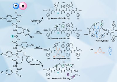 Unexpected Biaryl Rings