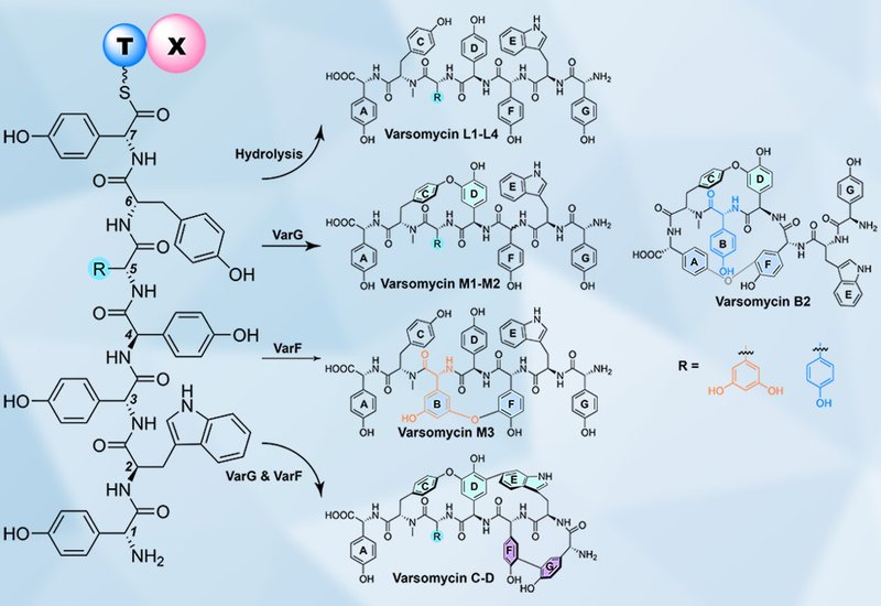 Unexpected Biaryl Rings