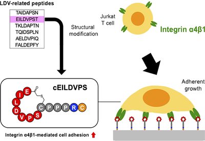 Cyclic Cell Anchors