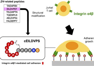 Cyclic Cell Anchors