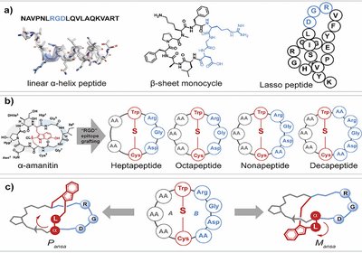 Ansamers Target Integrins