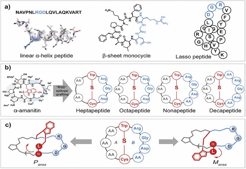 Ansamers Target Integrins