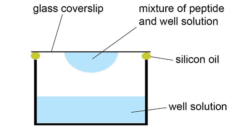 Hanging-drop vapor-diffusion method for peptide crystallization